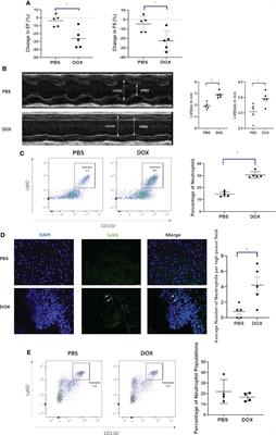 Doxorubicin-induced cardiotoxicity is mediated by neutrophils through release of neutrophil elastase